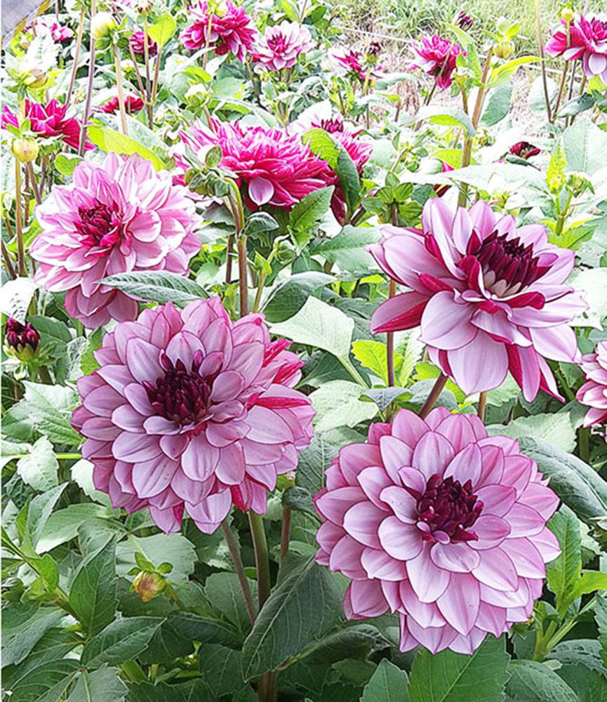 Dahlia Crème de Cassis