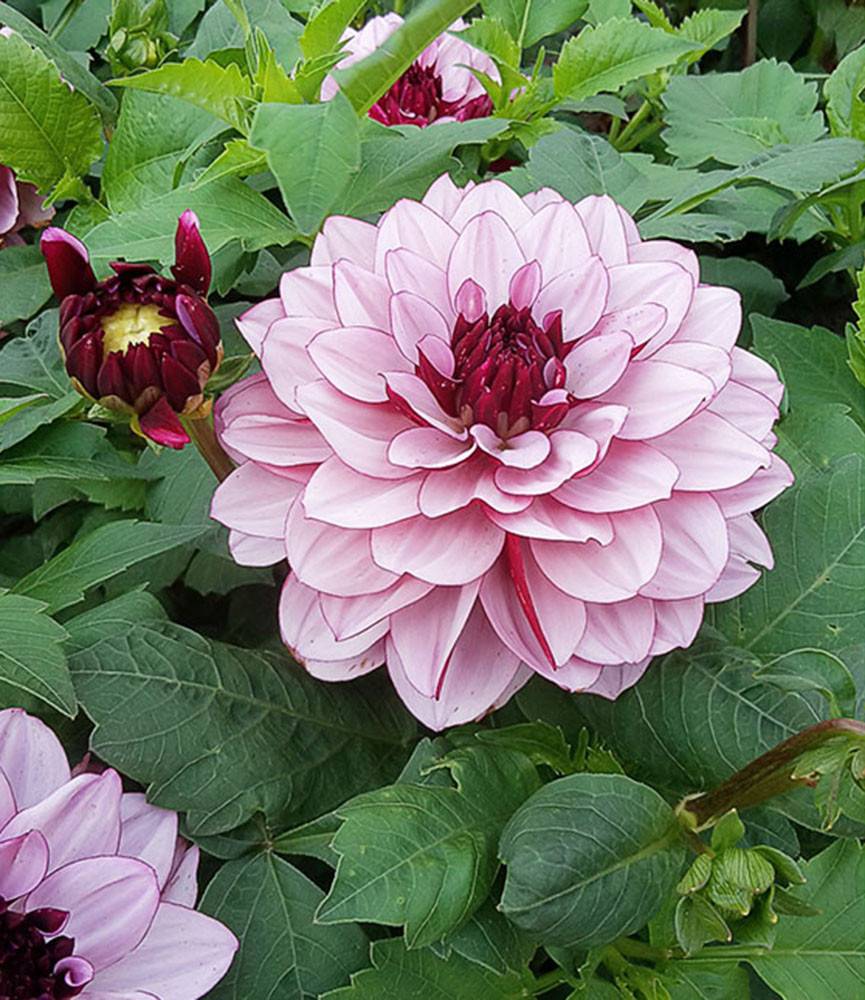 Dahlia Crème de Cassis