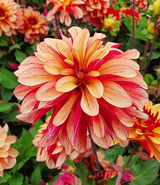 Dahlia Crème de Cognac