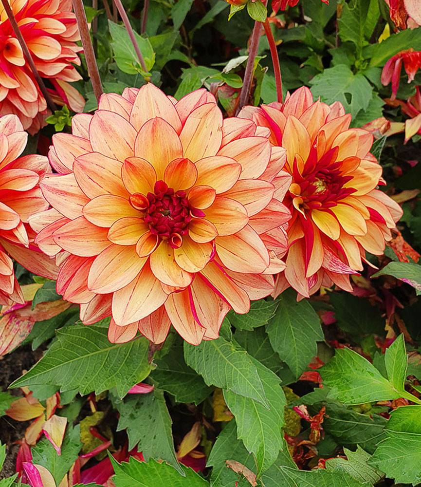 Dahlia Crème de Cognac