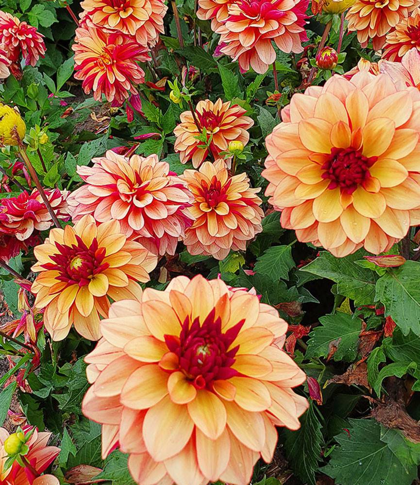 Dahlia Crème de Cognac