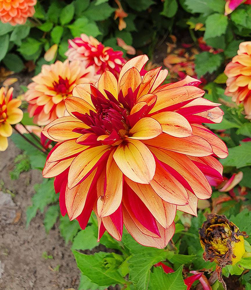 Dahlia Crème de Cognac