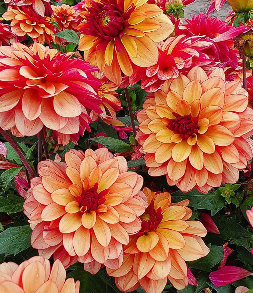 Dahlia Crème de Cognac