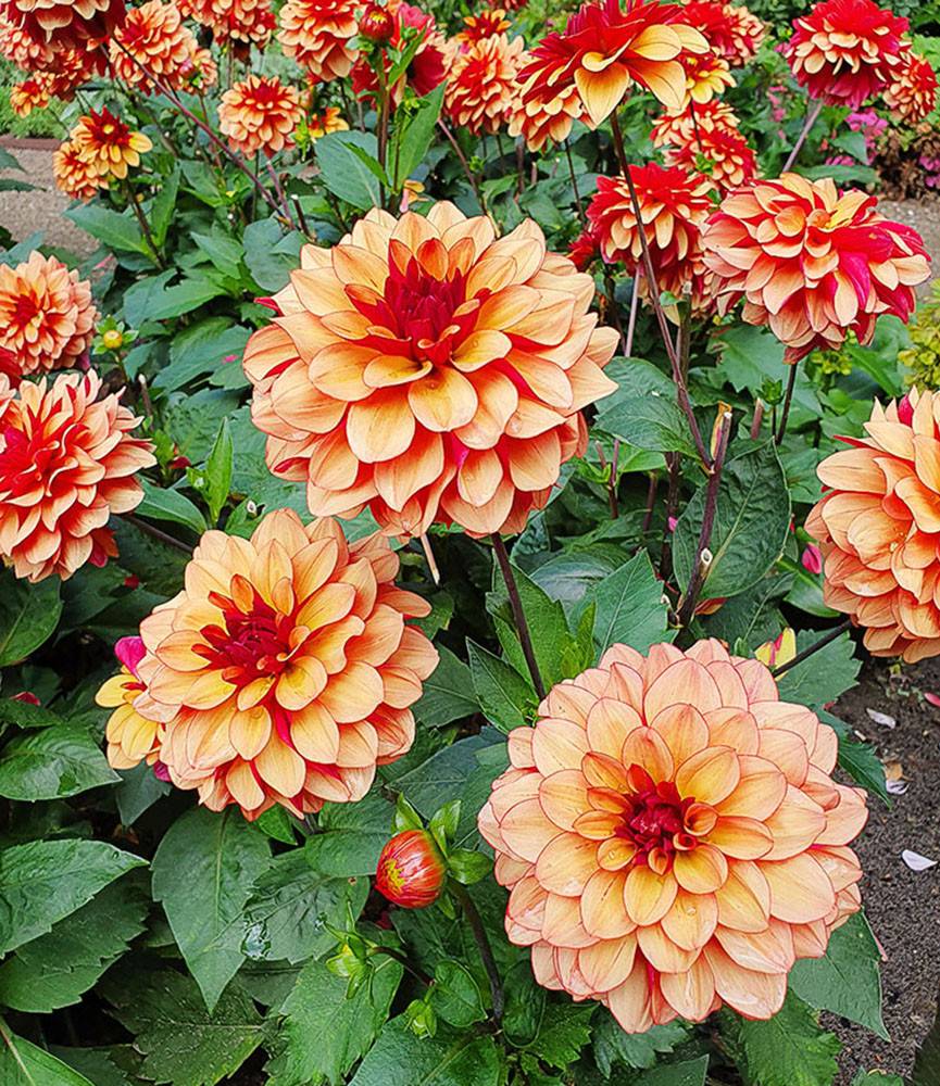 Dahlia Crème de Cognac