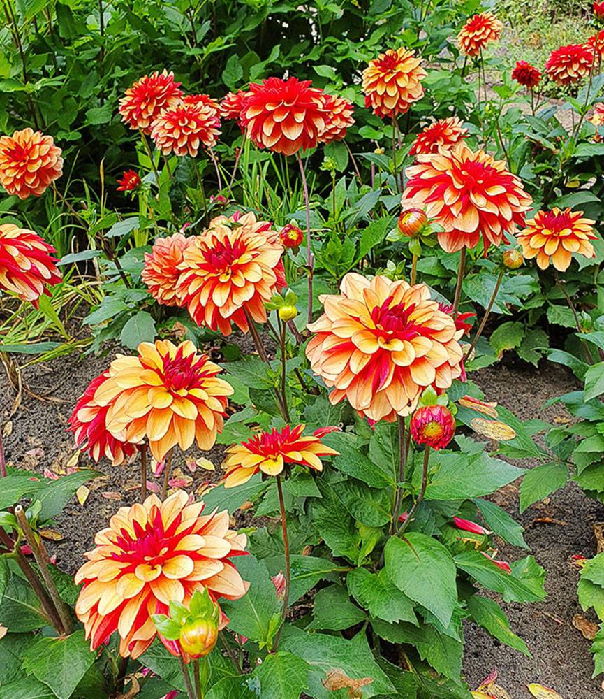 Dahlia Crème de Cognac