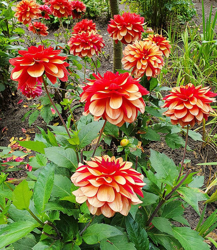 Dahlia Crème de Cognac