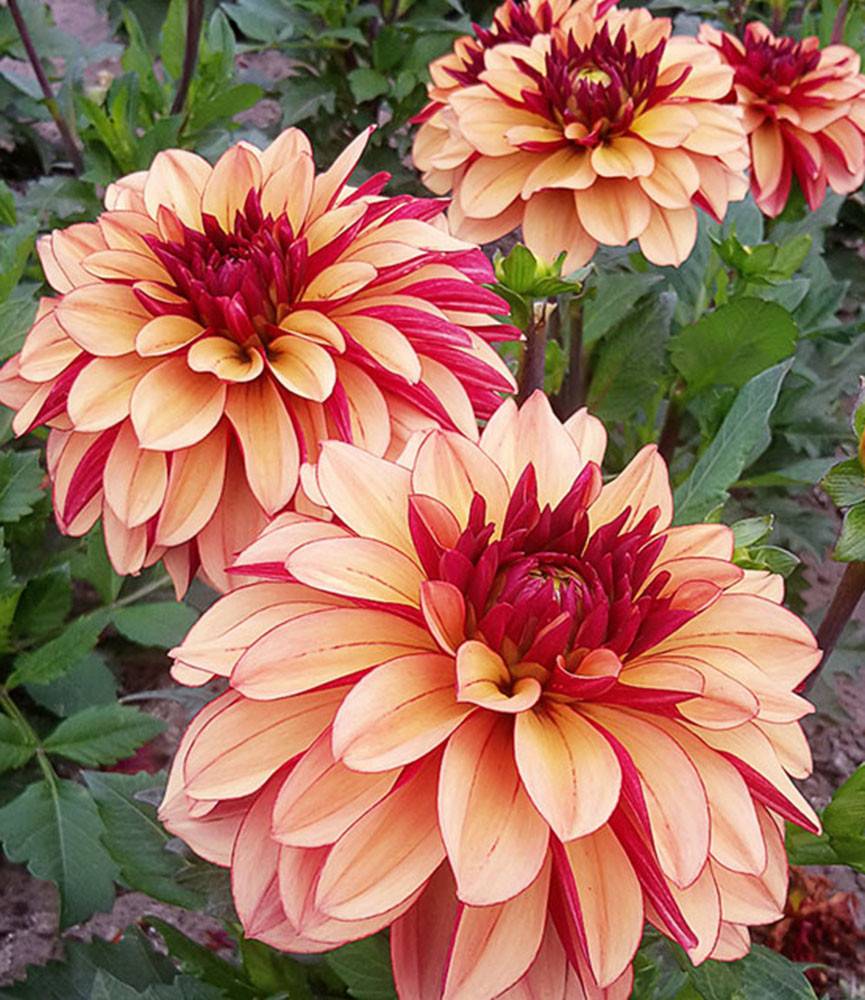 Dahlia Crème de Cognac