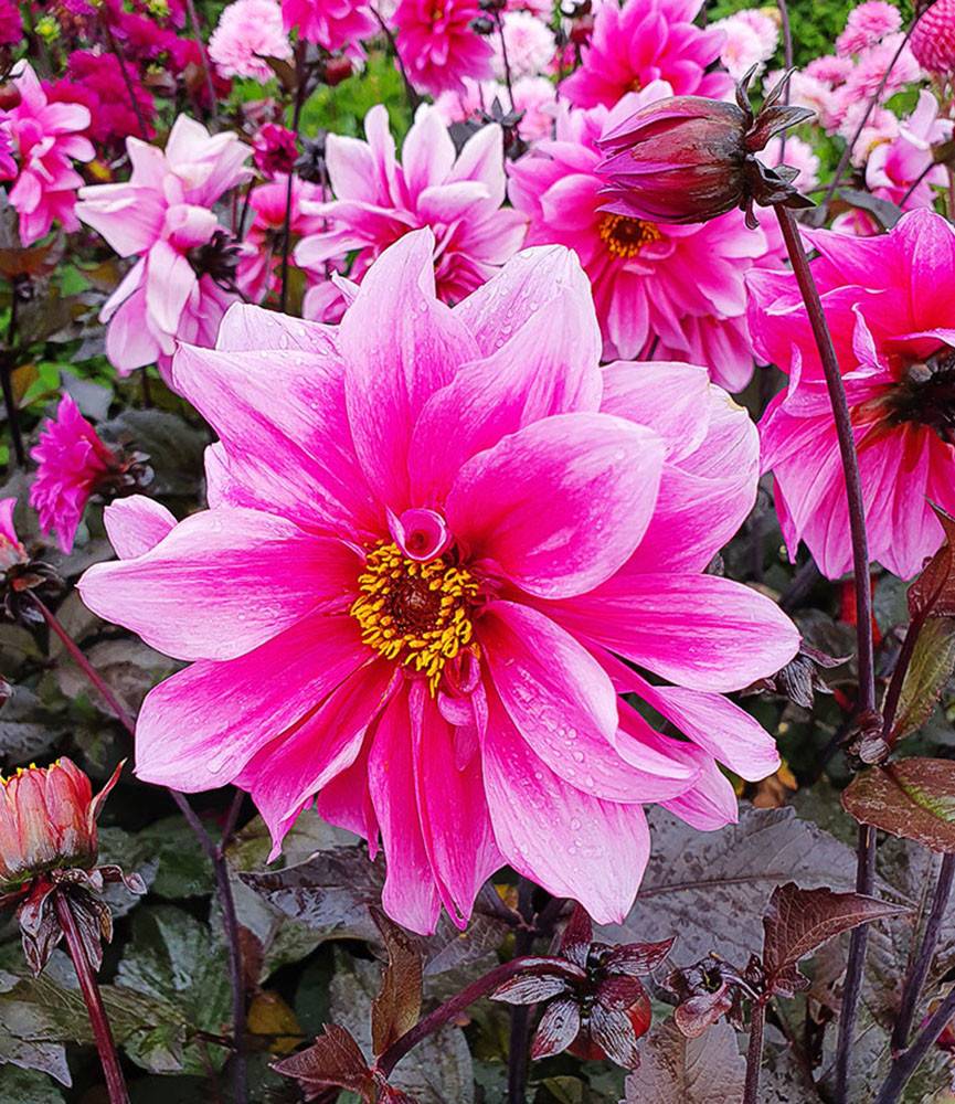 Dahlia Fascination