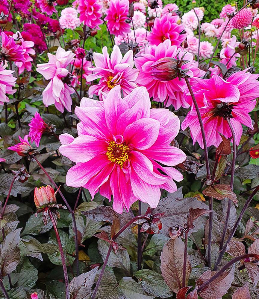 Dahlia Fascination