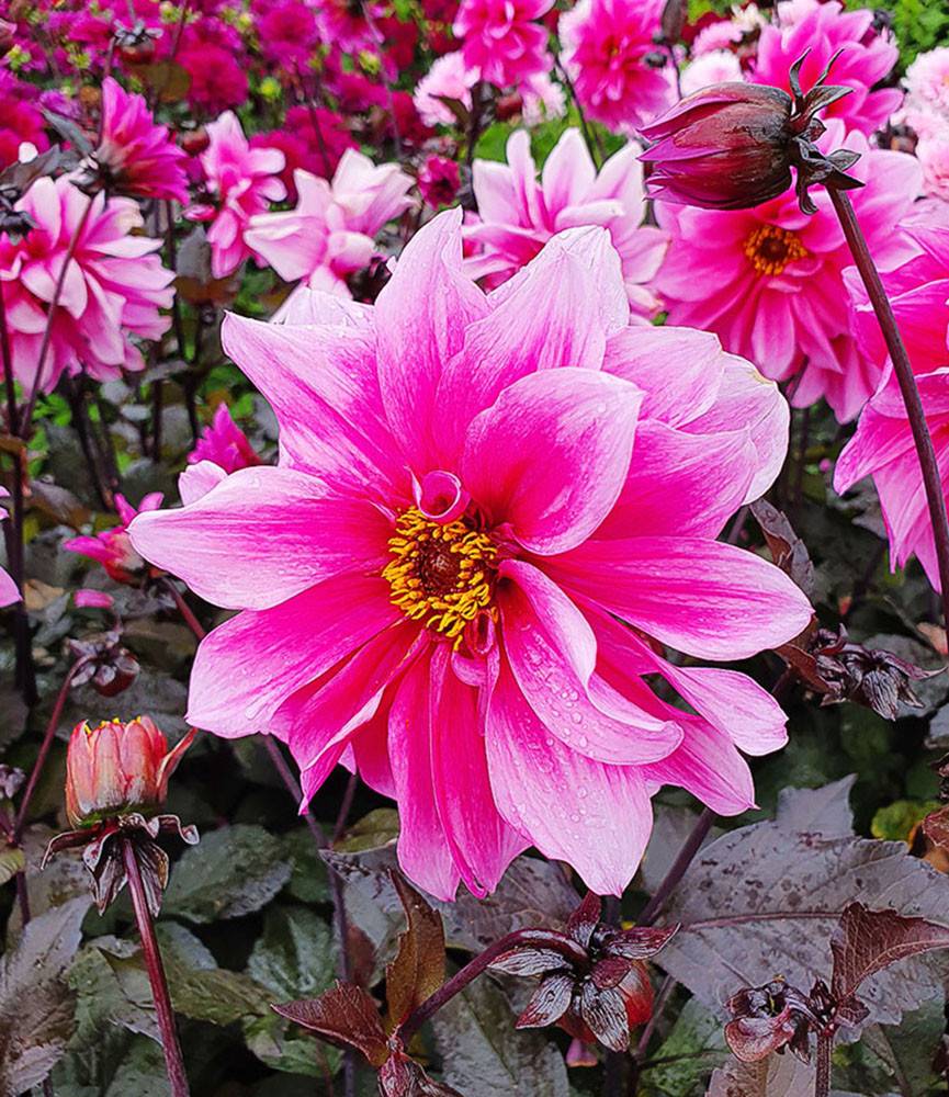 Dahlia Fascination