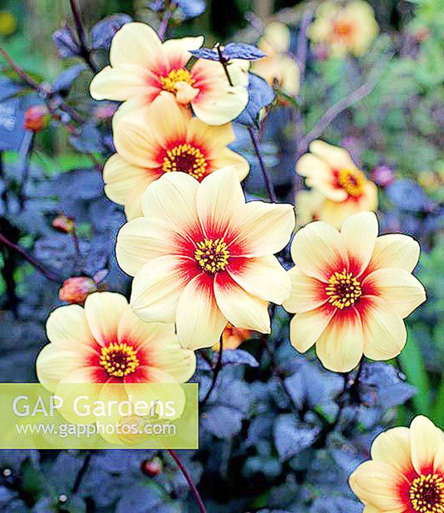 Dahlia First Love