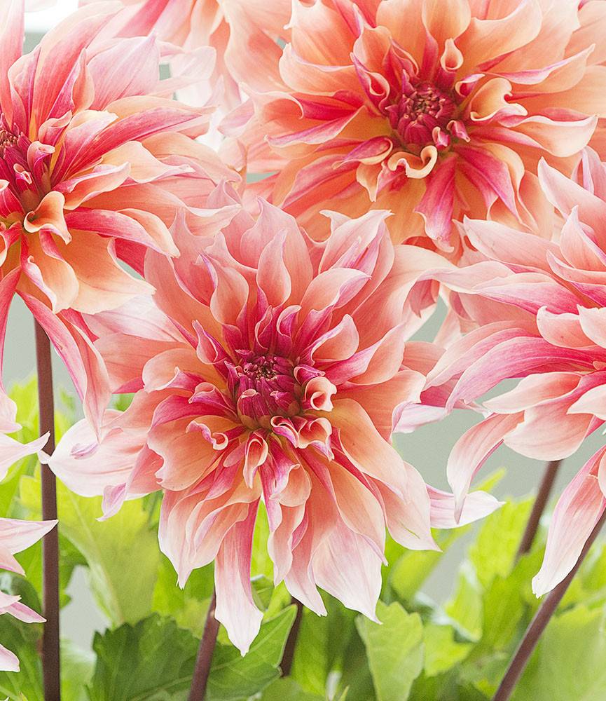 Dahlia Labyrinth