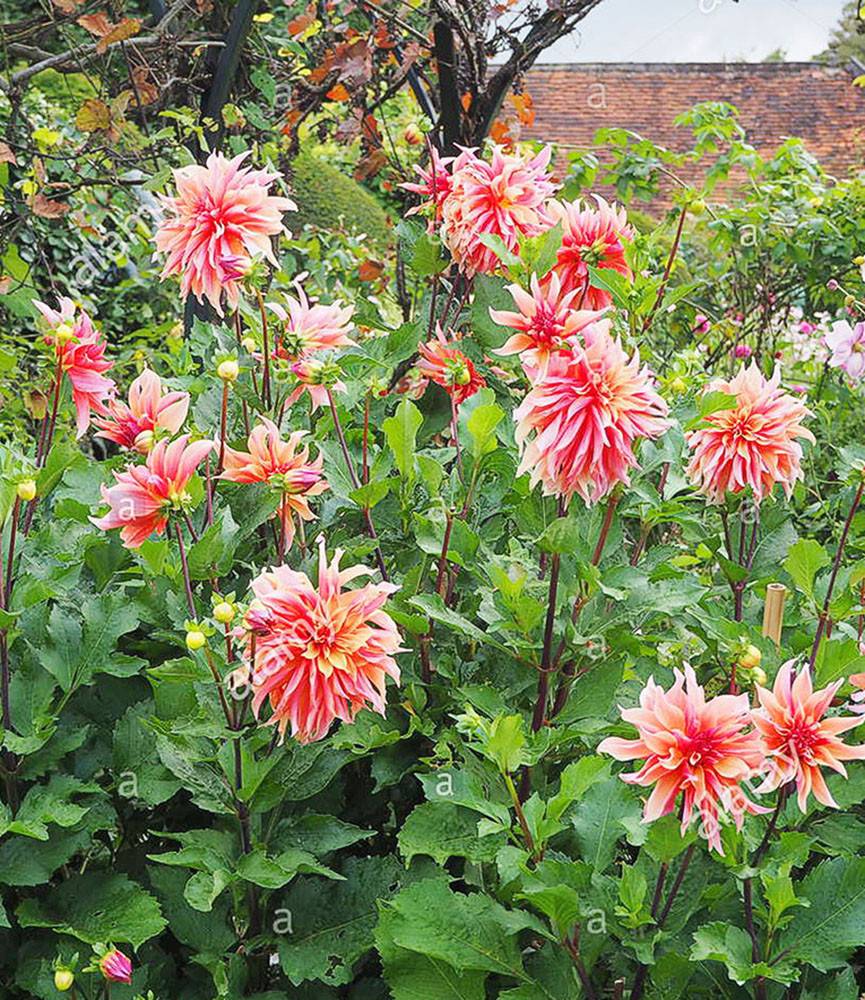 Dahlia Labyrinth