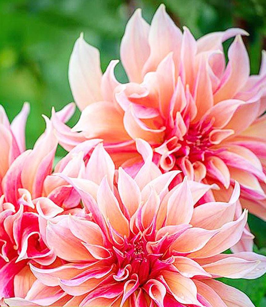 Dahlia Labyrinth