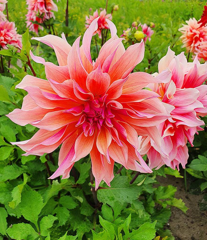 Dahlia Labyrinth