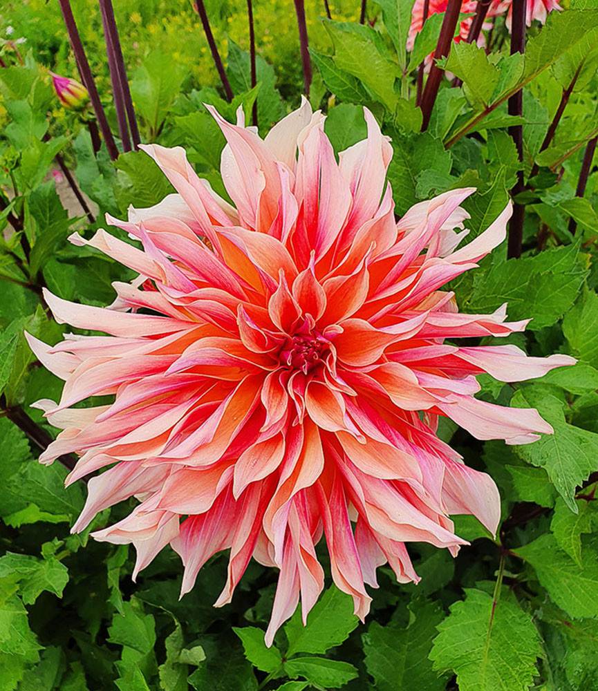 Dahlia Labyrinth