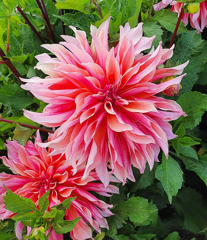 Dahlia Labyrinth