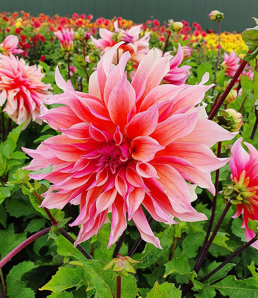 Dahlia Labyrinth