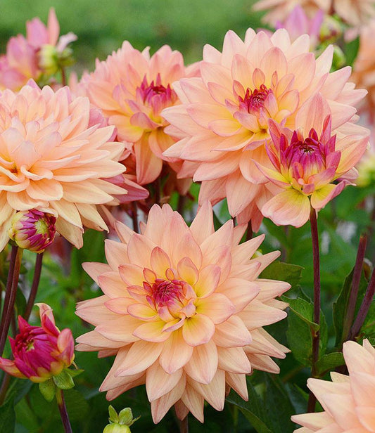 Dahlia Melody Dora