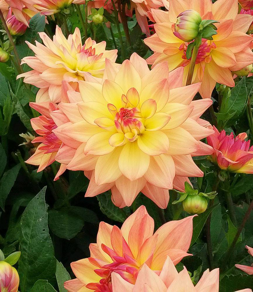 Dahlia Melody Dora