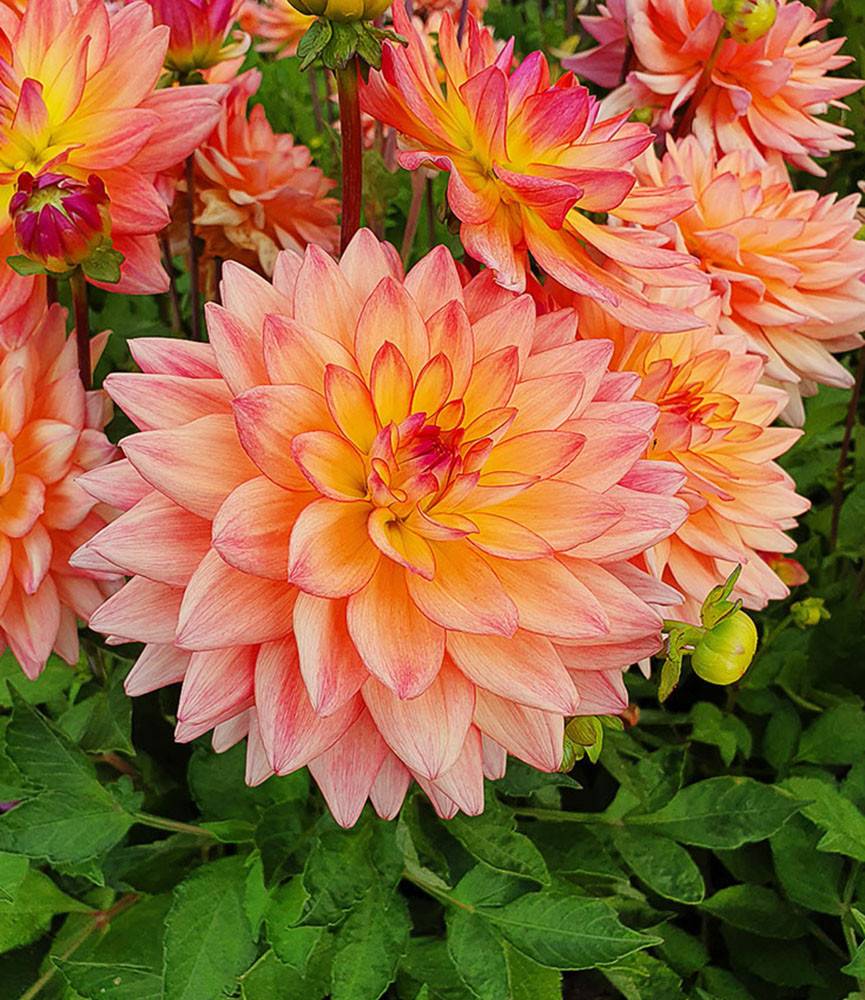 Dahlia Melody Dora