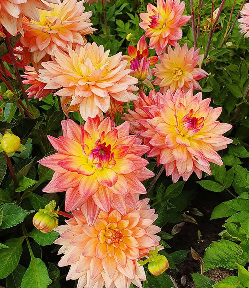 Dahlia Melody Dora