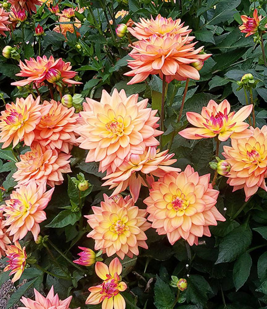 Dahlia Melody Dora