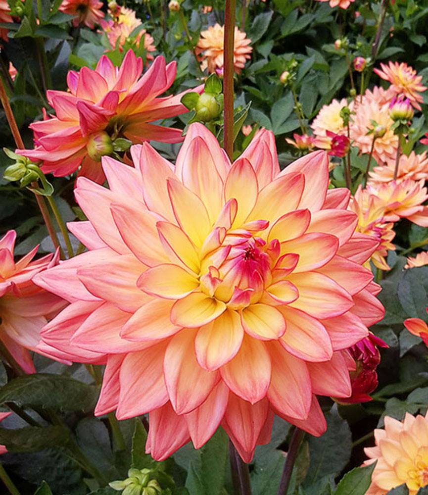 Dahlia Melody Dora