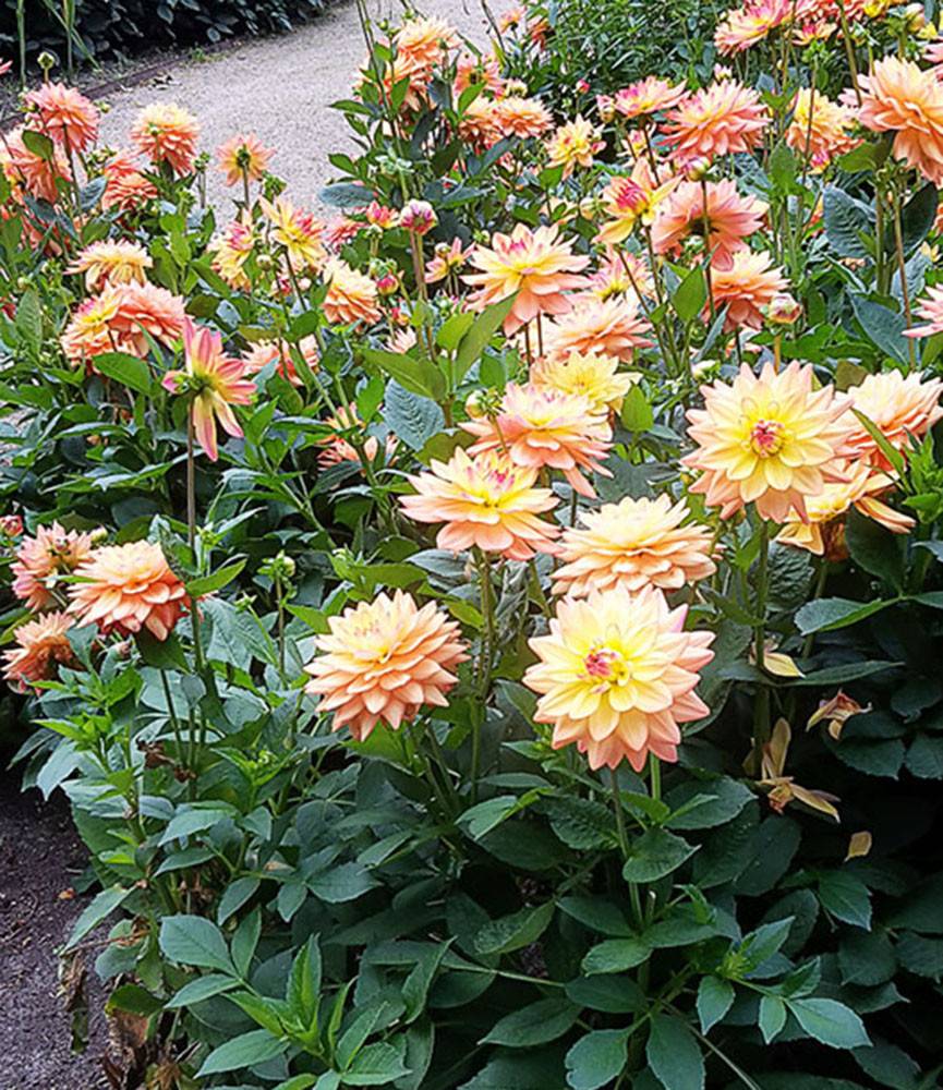 Dahlia Melody Dora