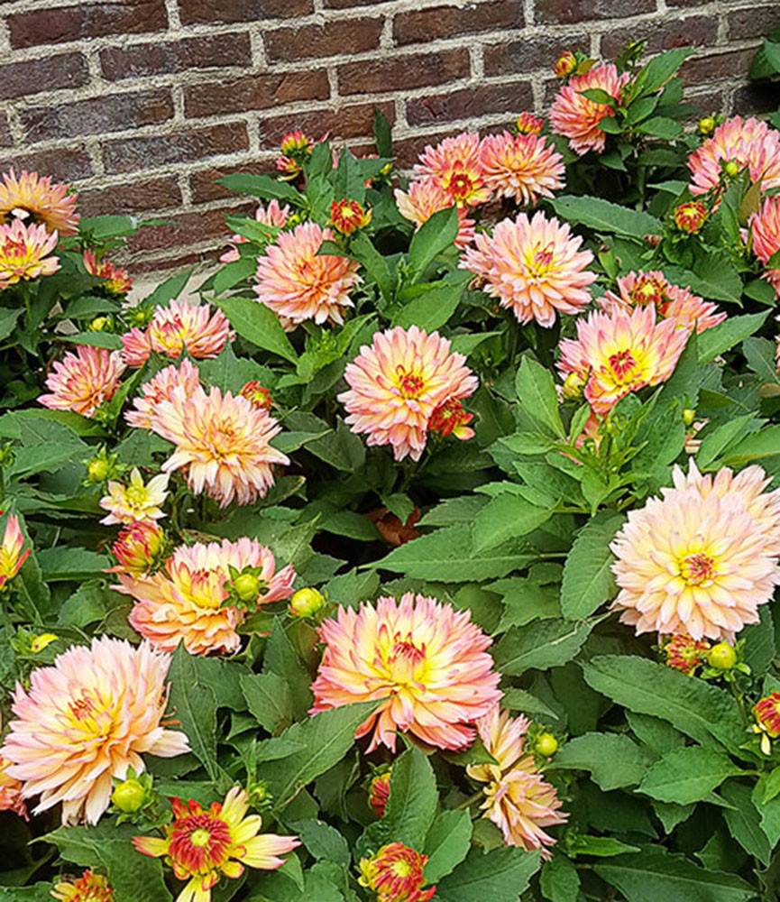 Dahlia Melody Dora