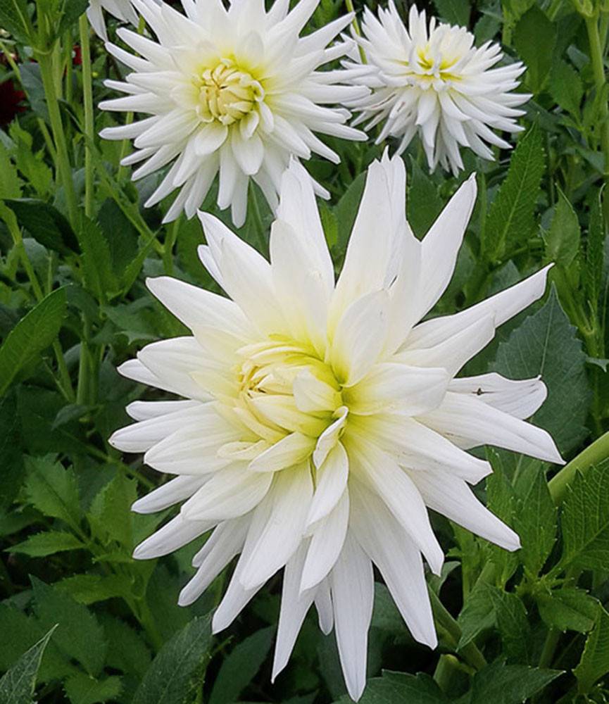 Dahlia My Love