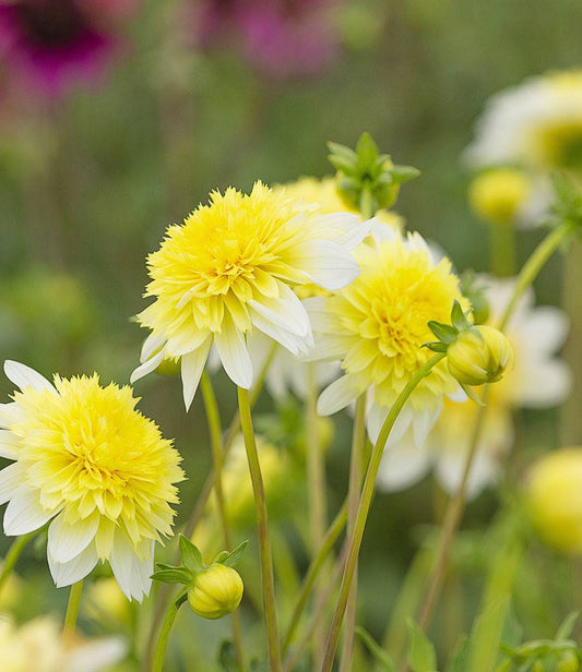 Dahlia Paso Doble