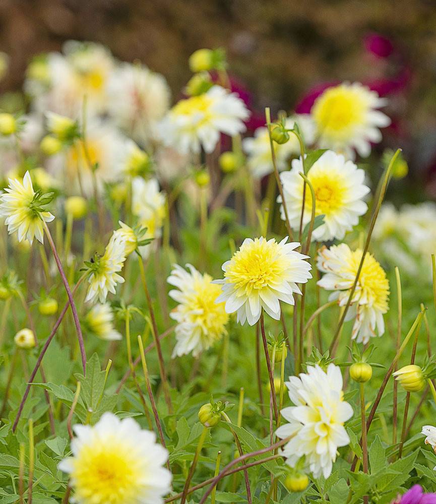 Dahlia Paso Doble