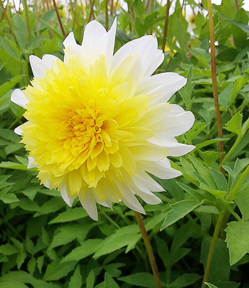 Dahlia Paso Doble