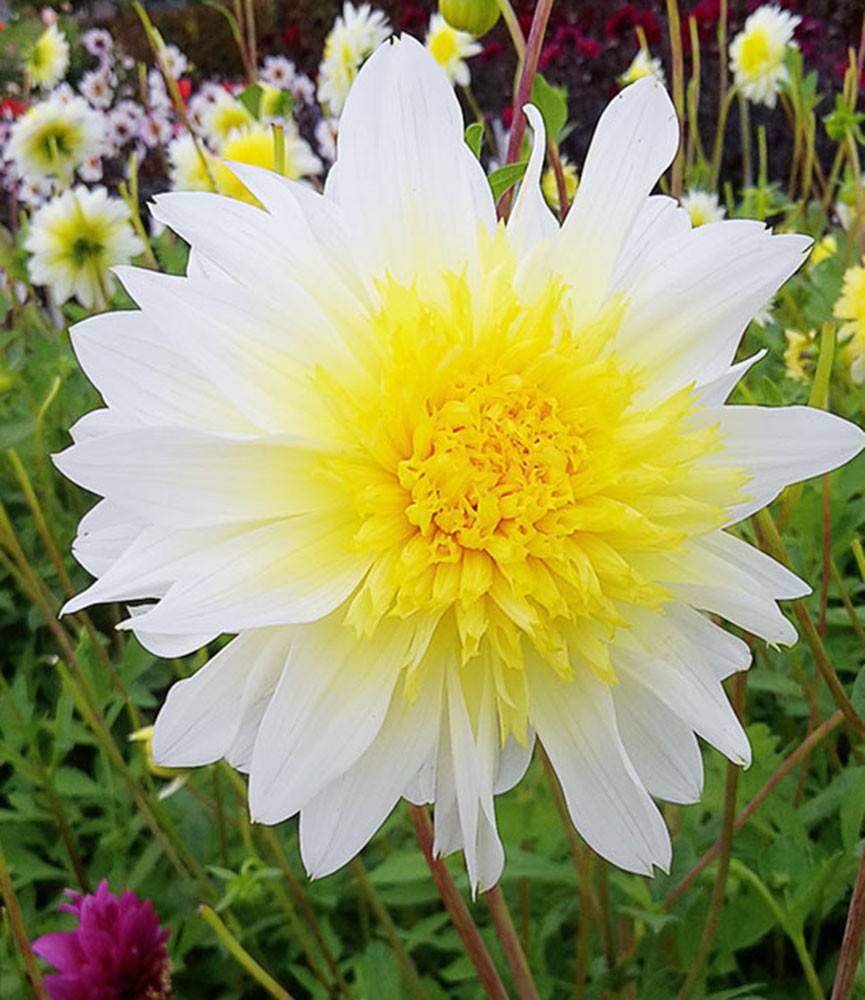 Dahlia Paso Doble