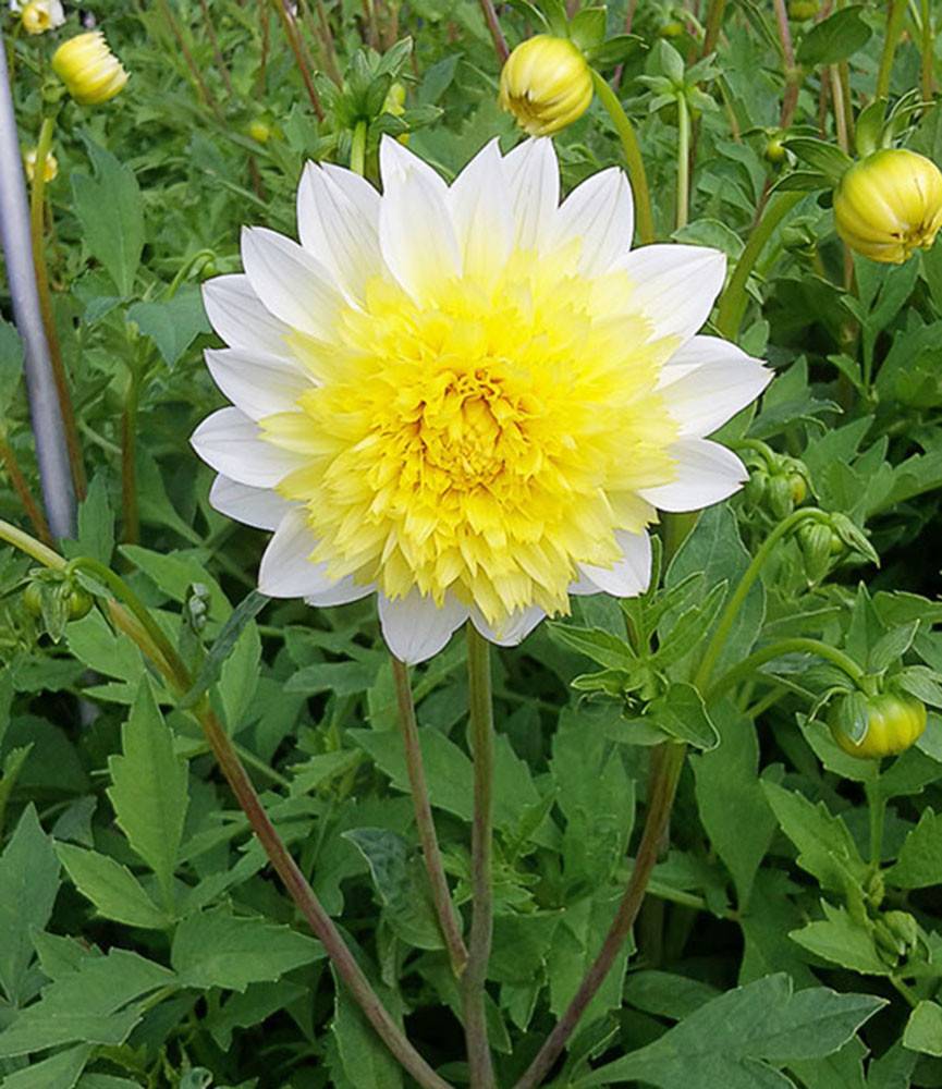 Dahlia Paso Doble