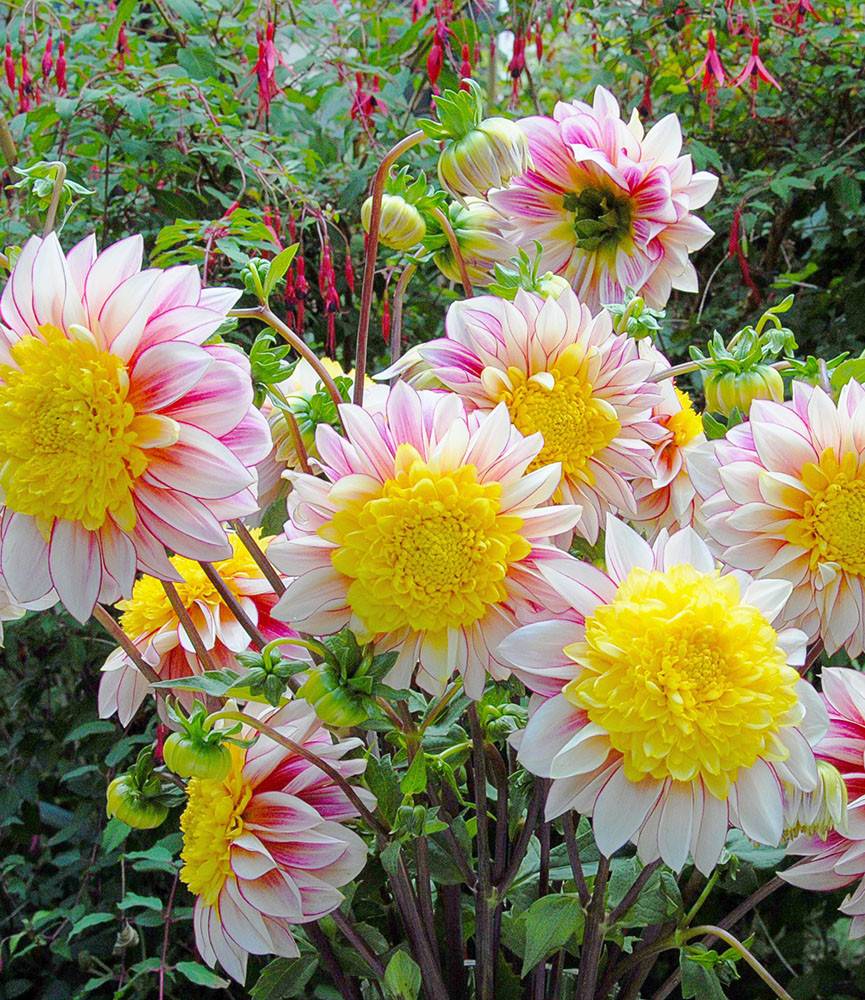 Dahlia Polka