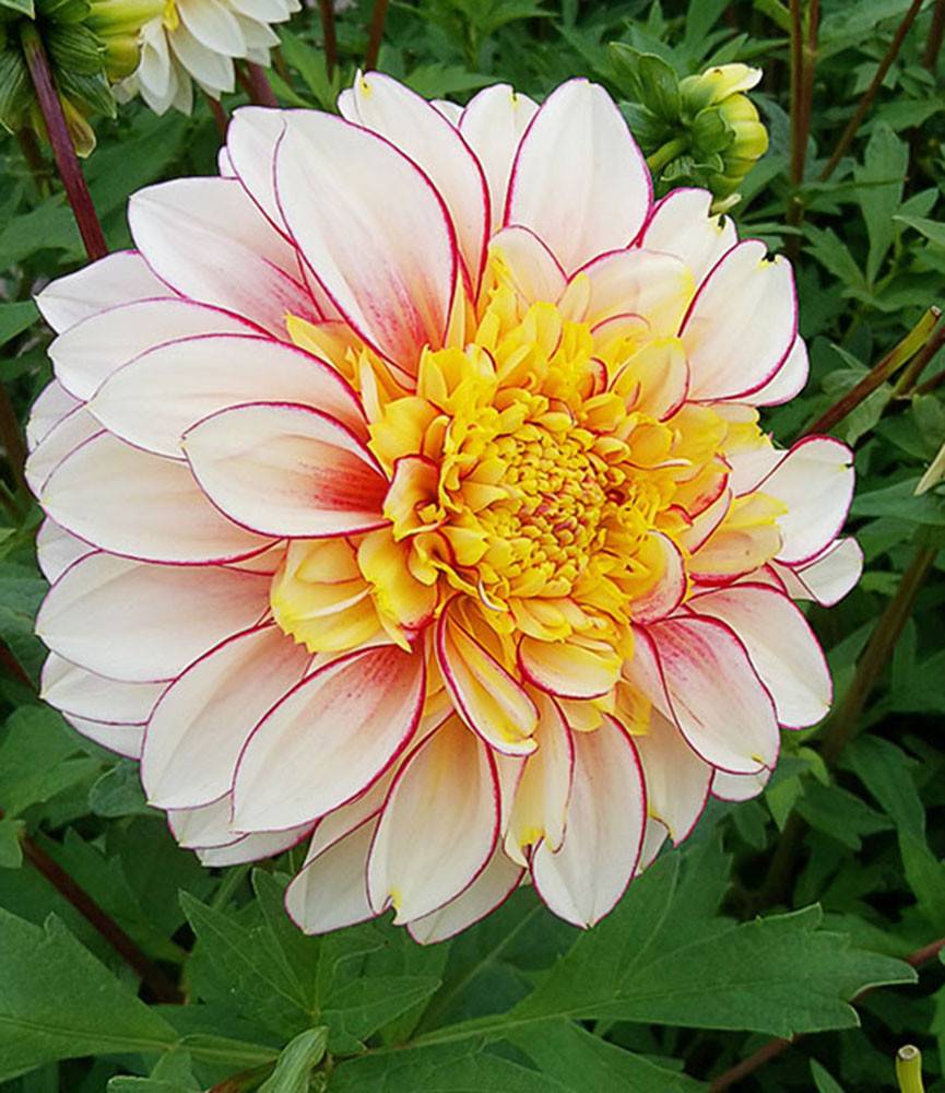 Dahlia Polka