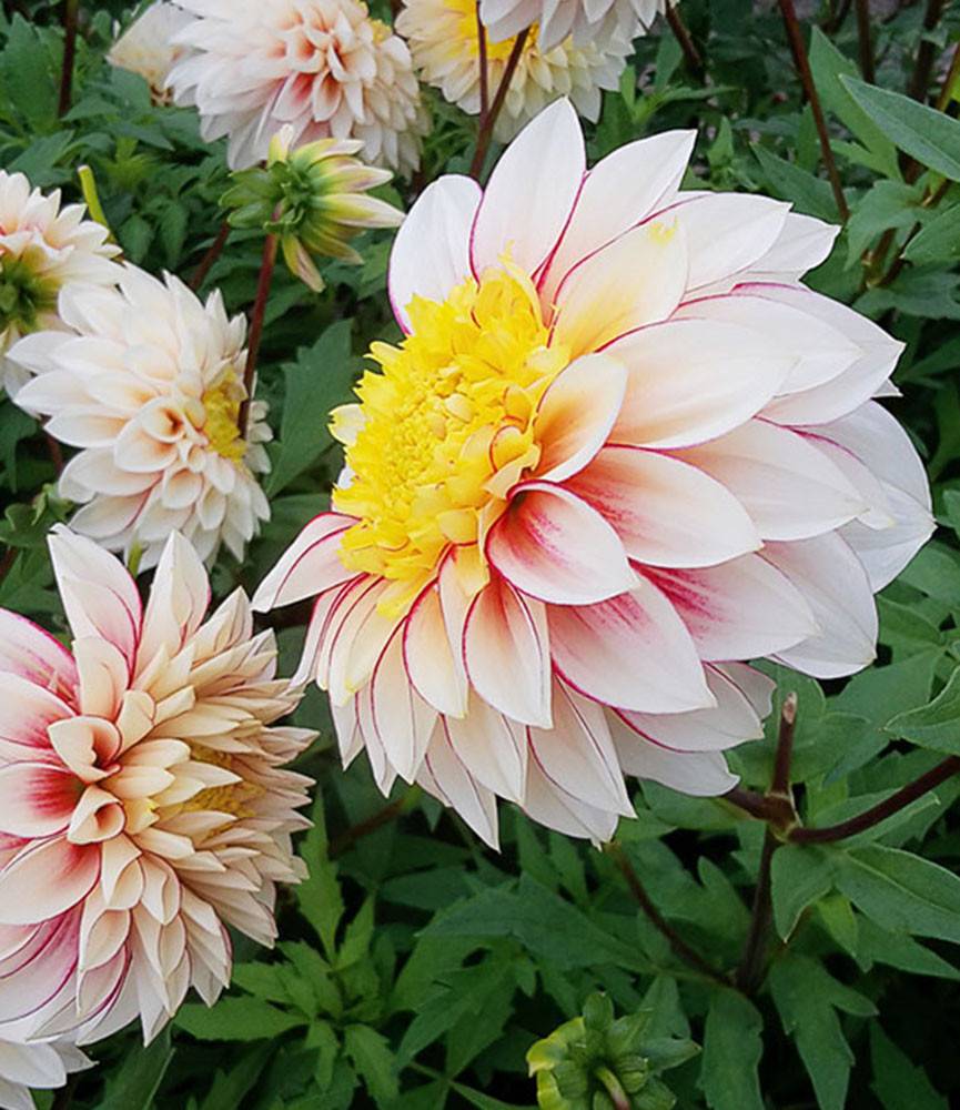 Dahlia Polka