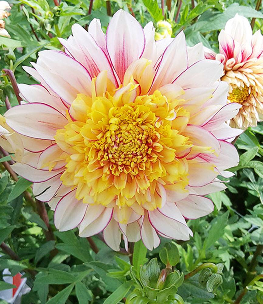 Dahlia Polka