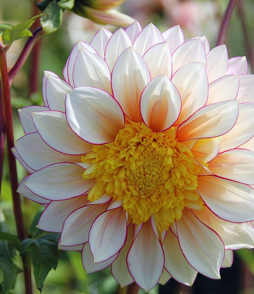 Dahlia Polka