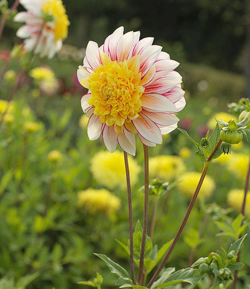 Dahlia Polka