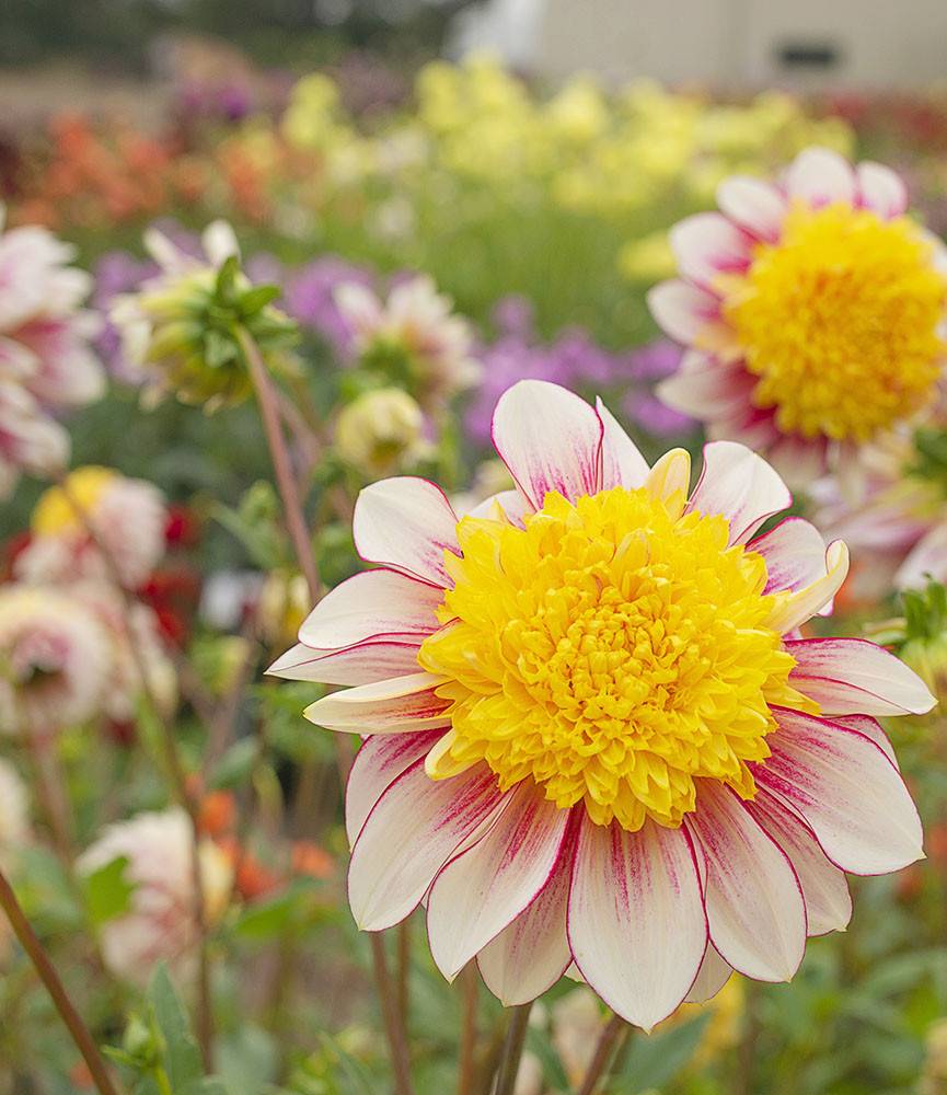 Dahlia Polka