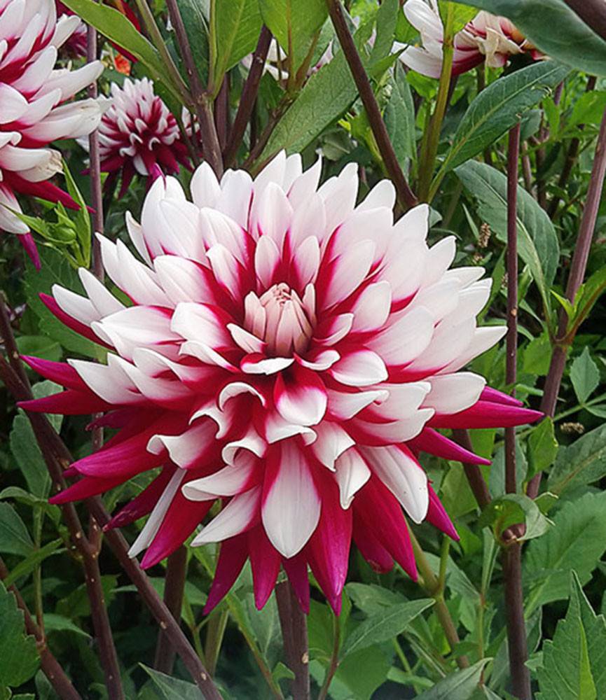 Dahlia Rebecca's World