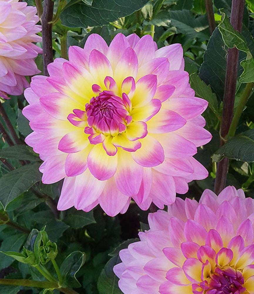 Dahlia Sagitta