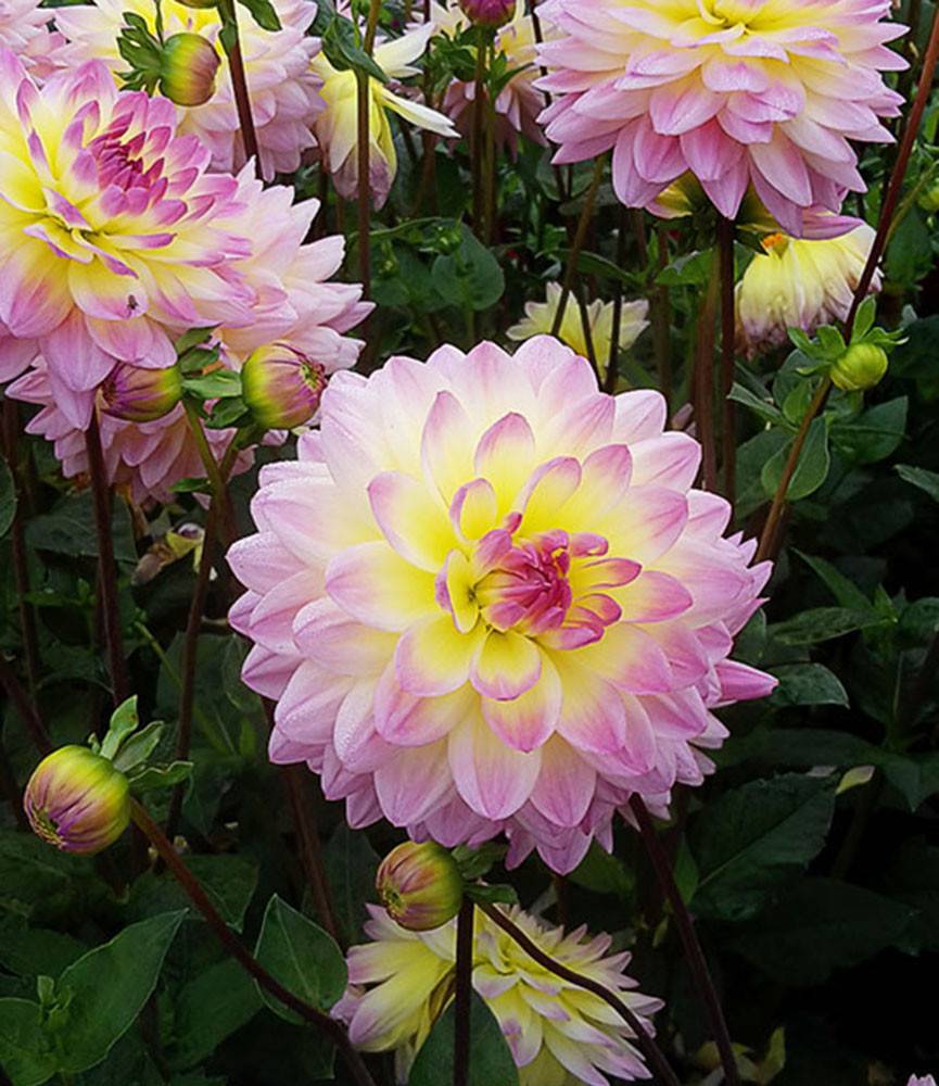 Dahlia Sagitta