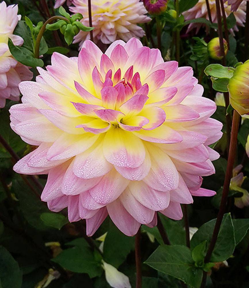 Dahlia Sagitta