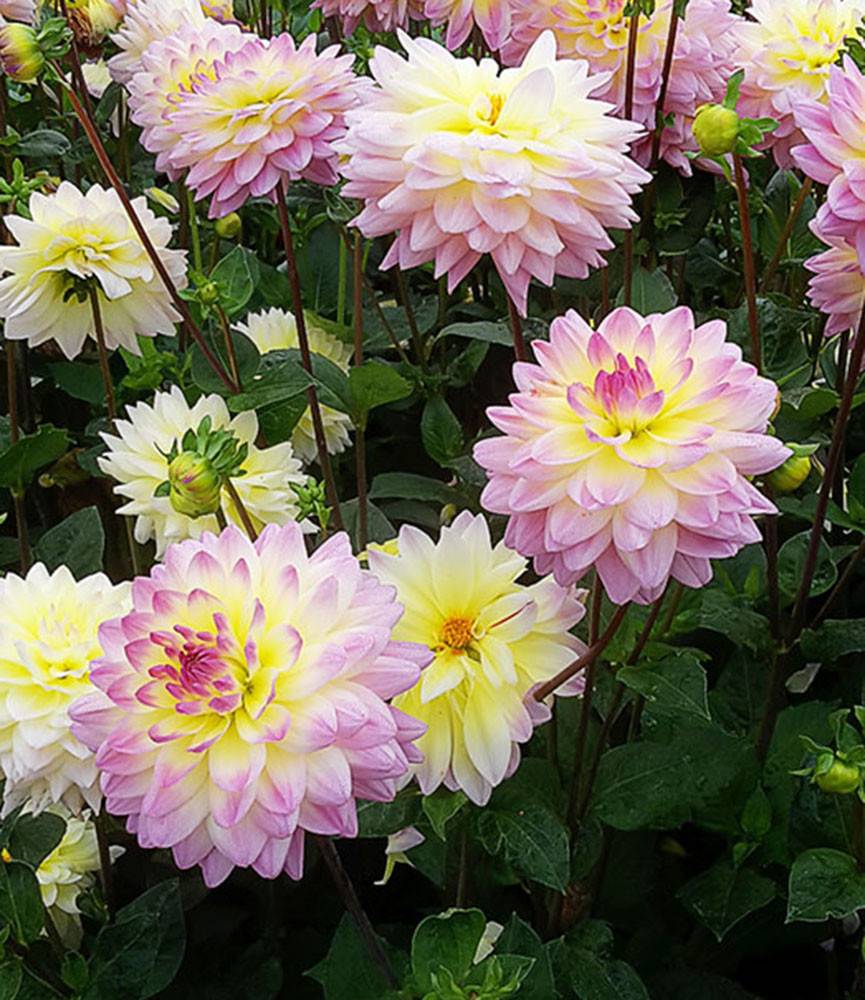 Dahlia Sagitta