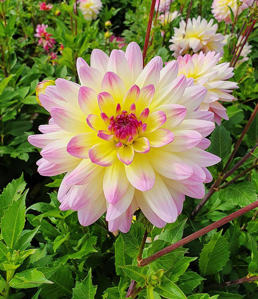 Dahlia Sagitta