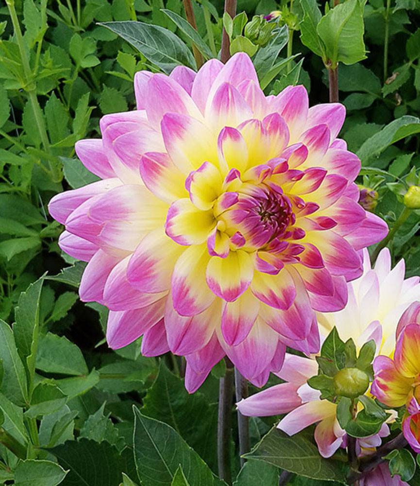 Dahlia Sagitta